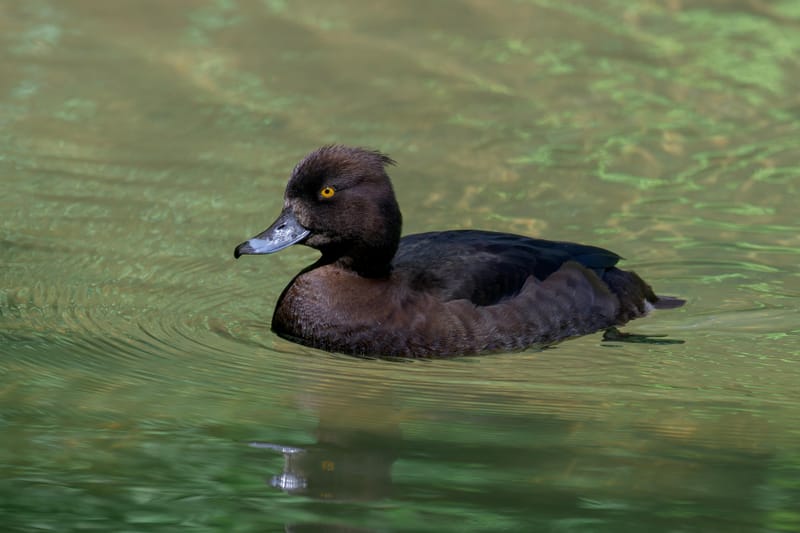 Female tufted duck with golden eyes swimming on green water.