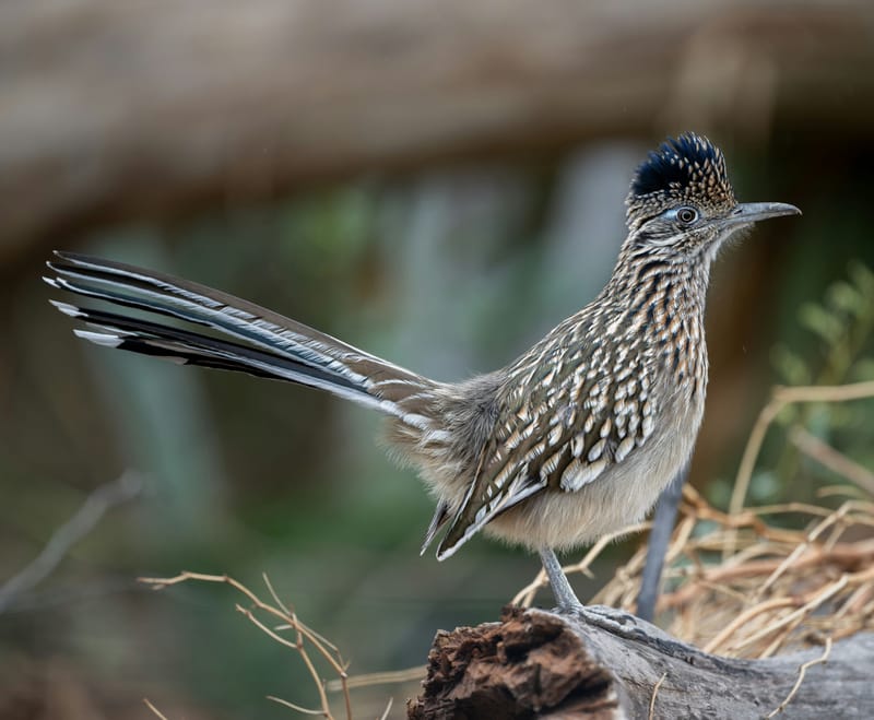 Photo from “Big Bend National Park”