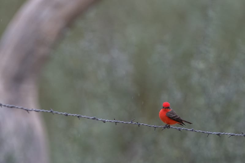 Photo from “Big Bend National Park”