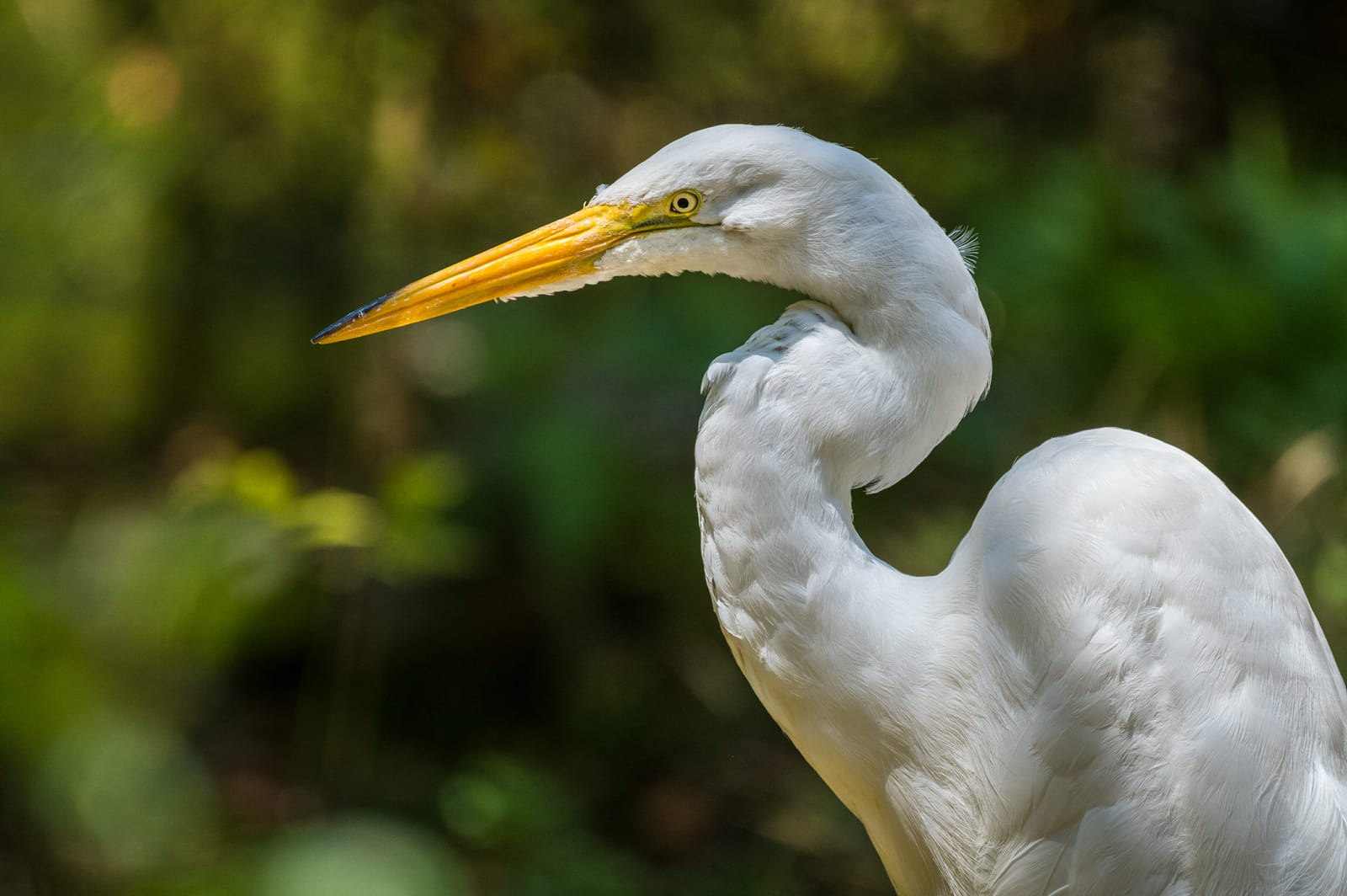Photo from “Birds”