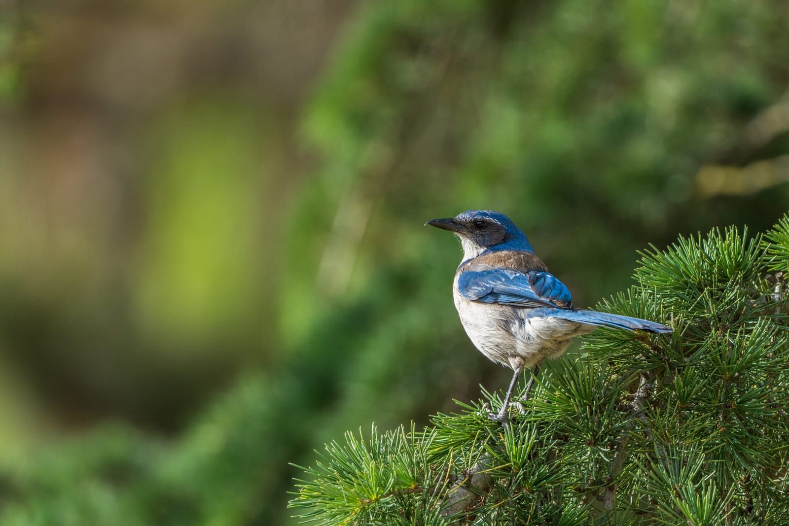 Photo from “Birds”