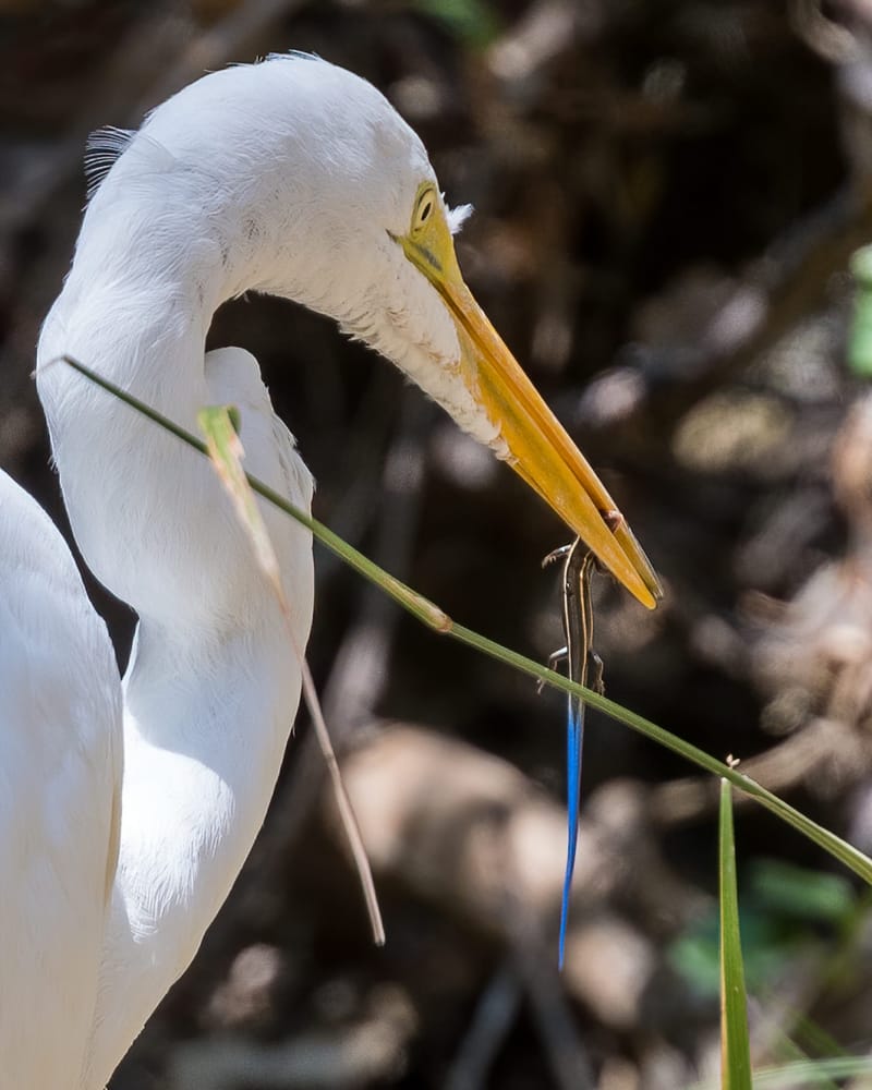 Photo from “Birds”