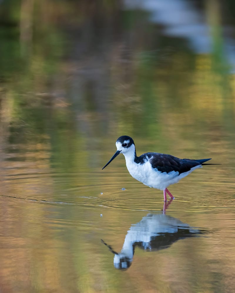 Photo from “Birds”