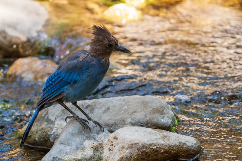 Photo from “Birds”