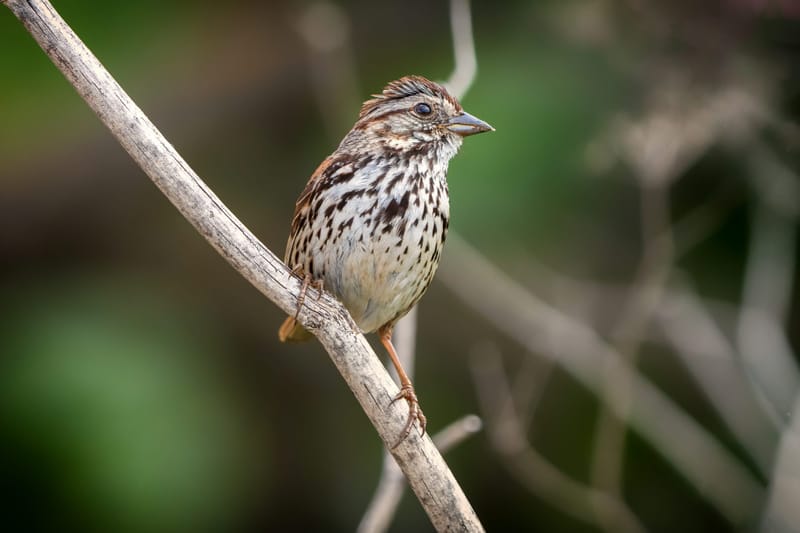 Photo from “Birds”