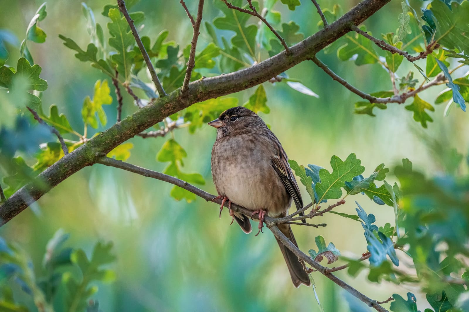 Photo from “Birds”