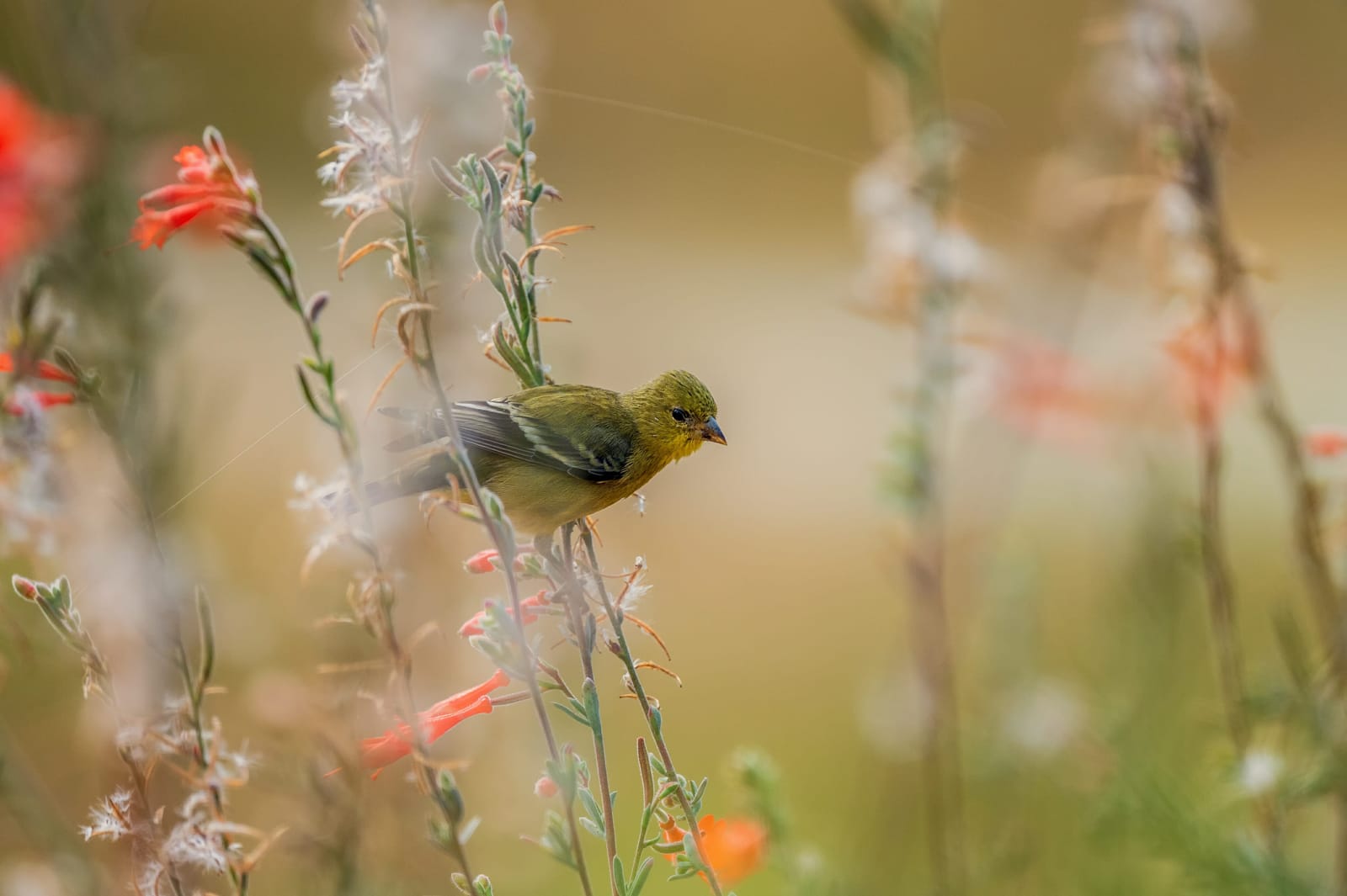 Photo from “Birds”