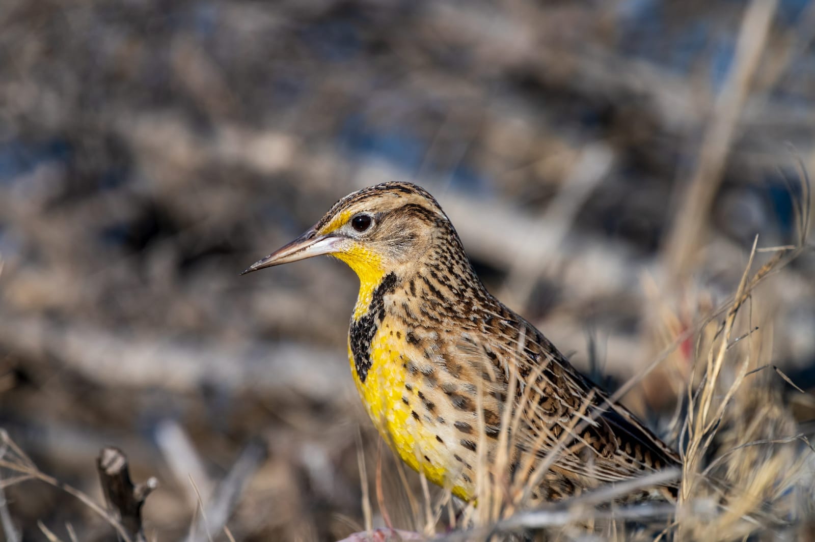 Photo from “Birds”