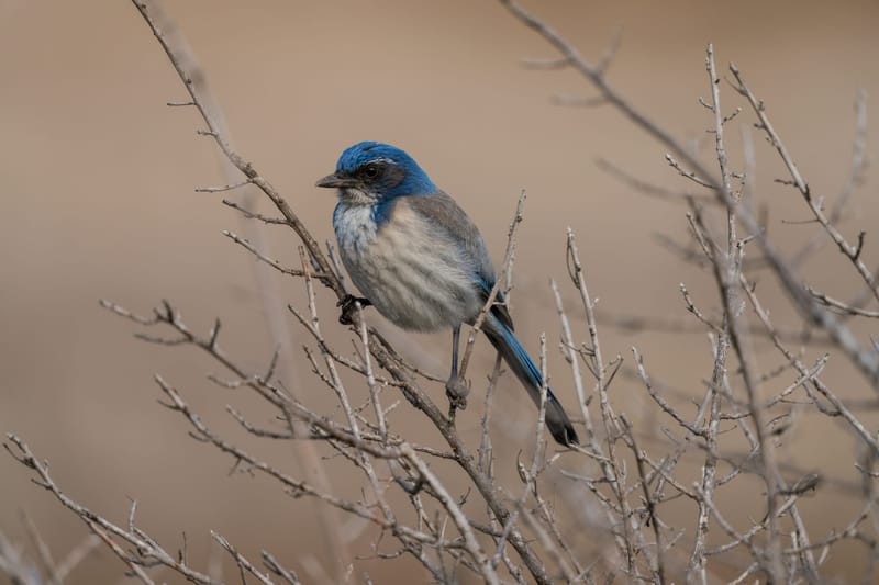Photo from “Birds”
