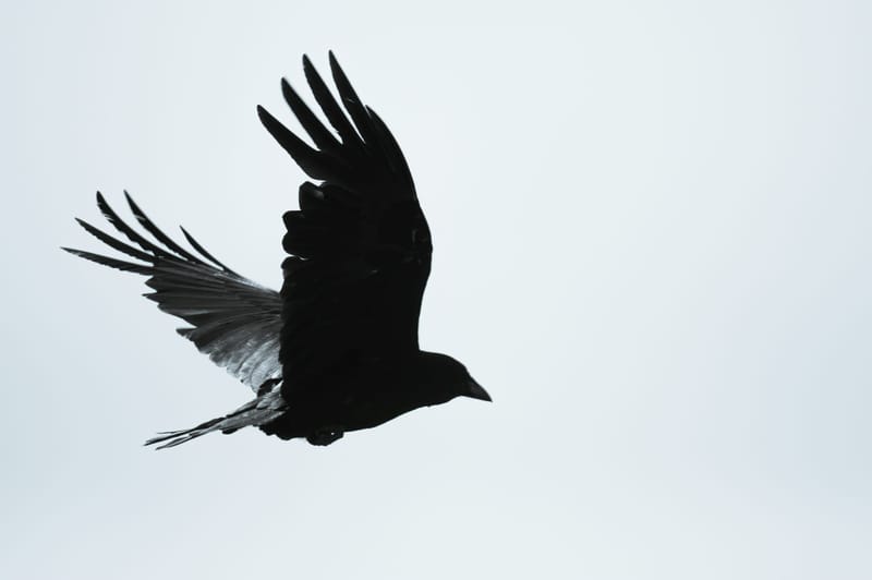 Photo from “Birds in flight”