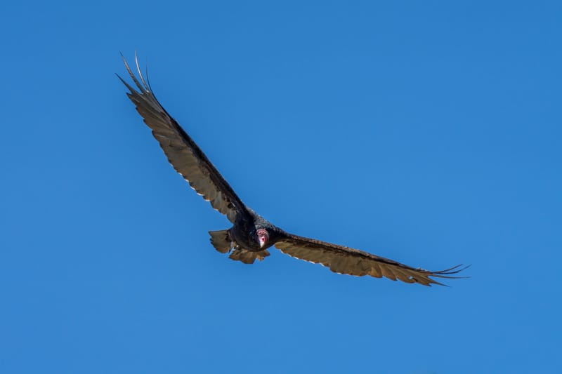 Photo from “Birds in flight”