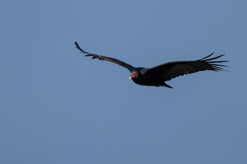 Photo from “Birds in flight”