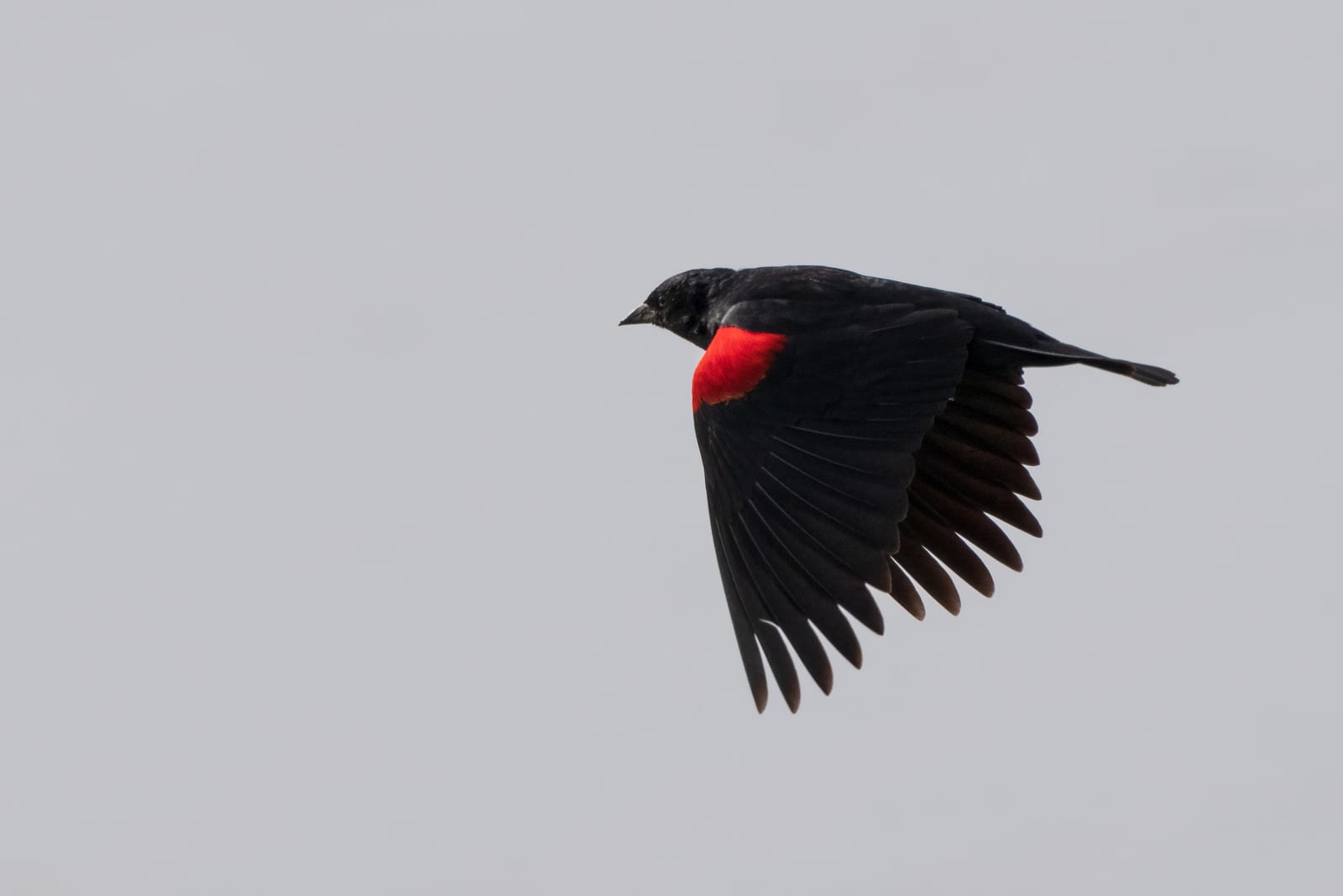 Photo from “Birds in flight”