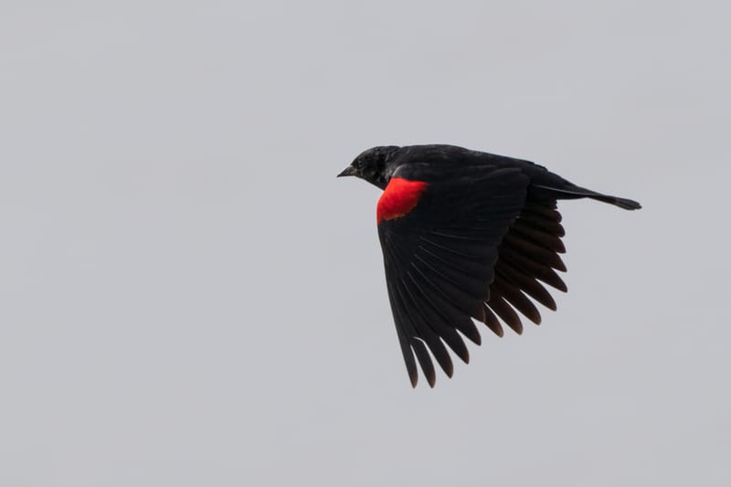 Photo from “Birds in flight”