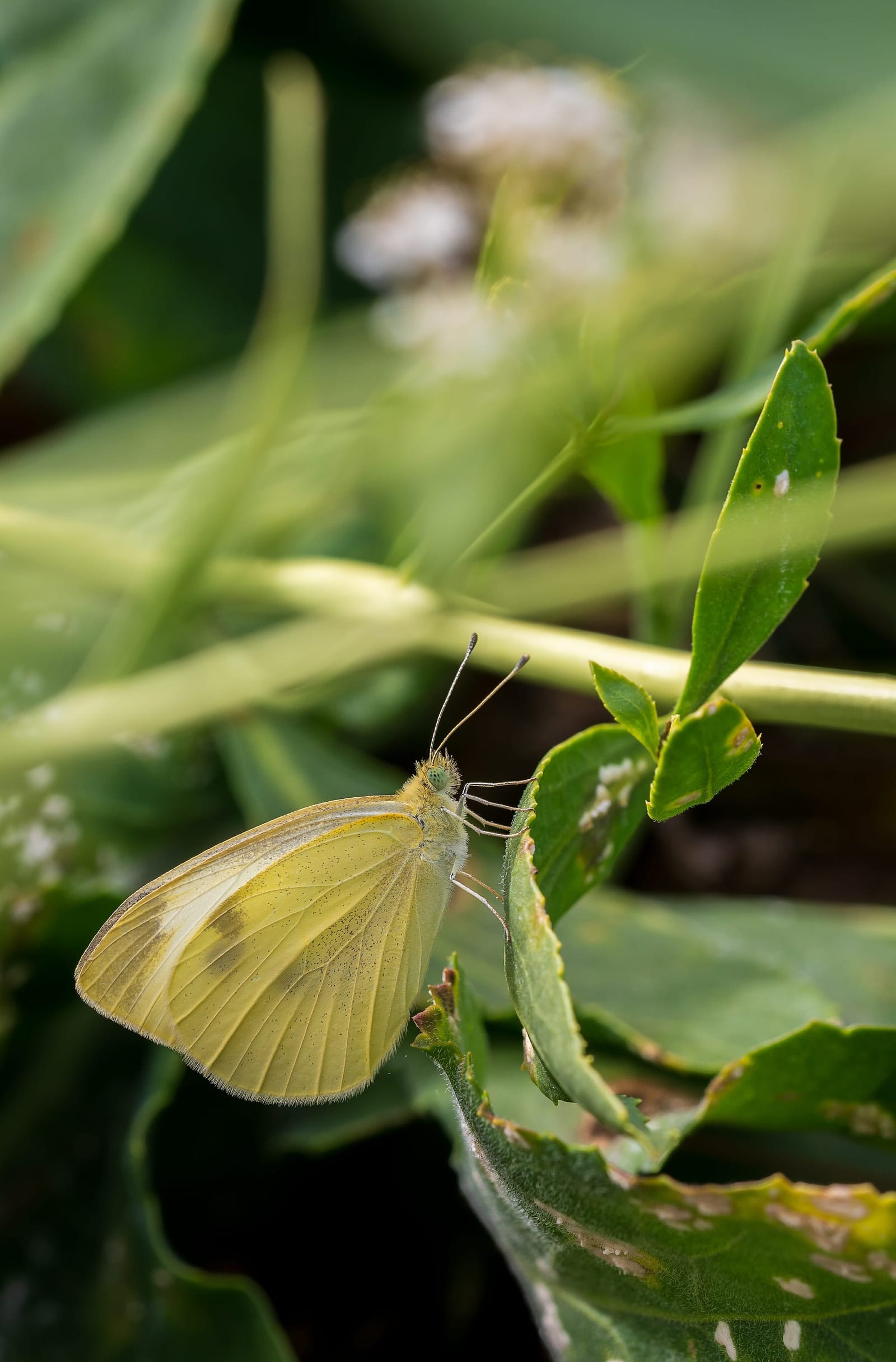 Photo from “Butterflies”