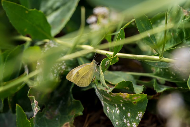 Photo from “Butterflies”