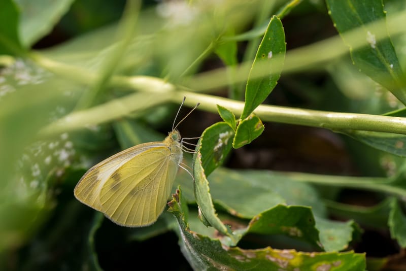Photo from “Butterflies”