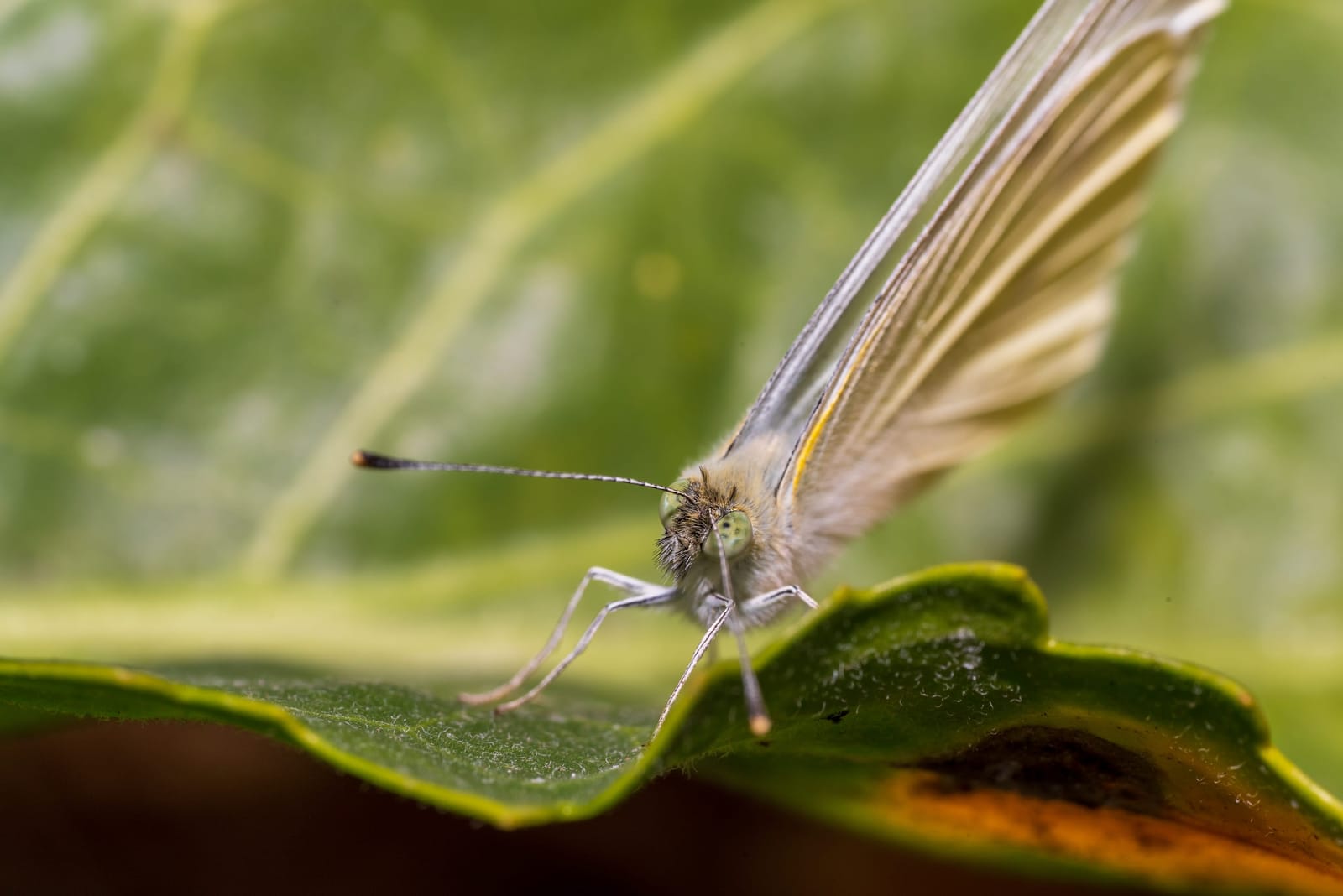 Photo from “Butterflies”