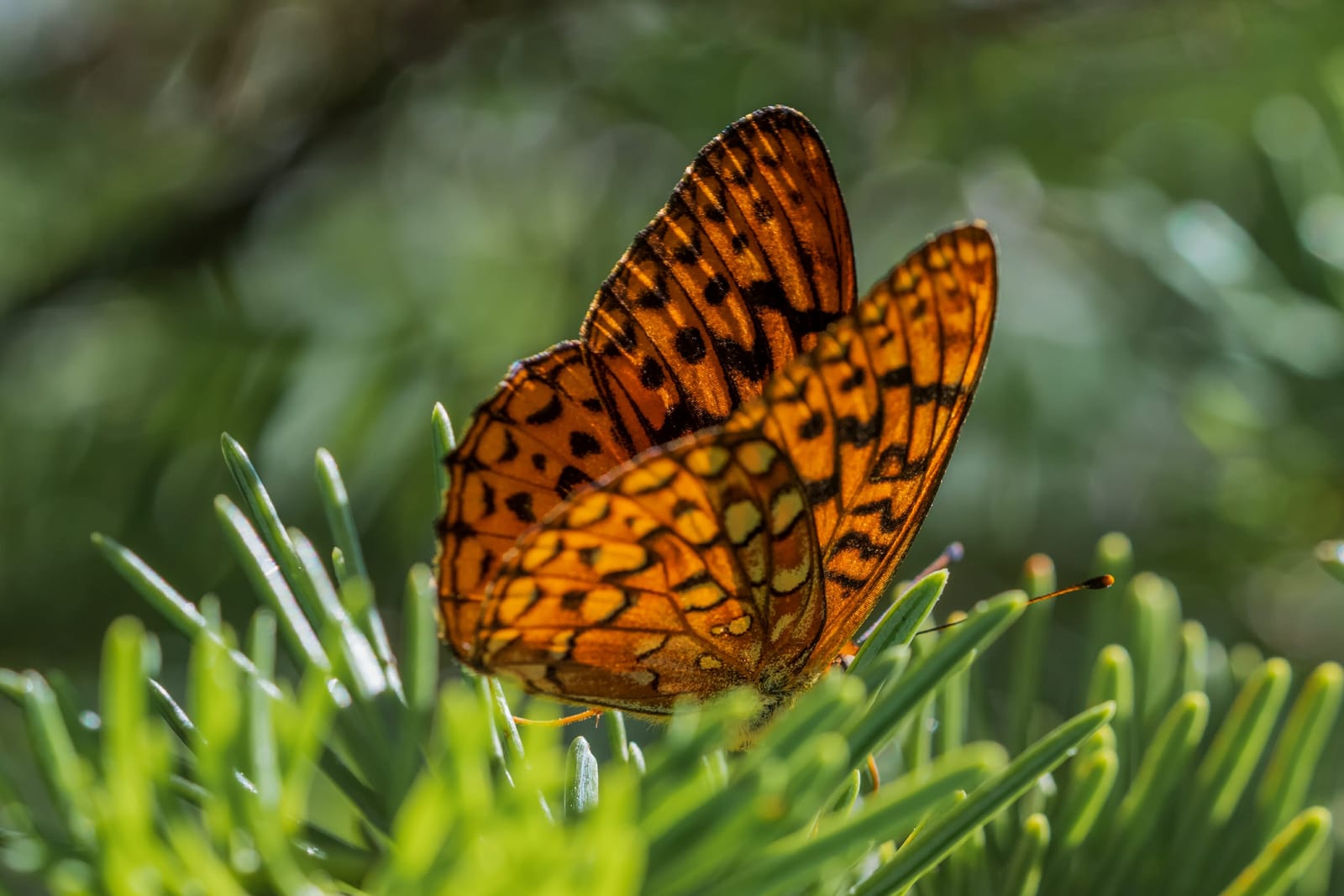 Photo from “Butterflies”