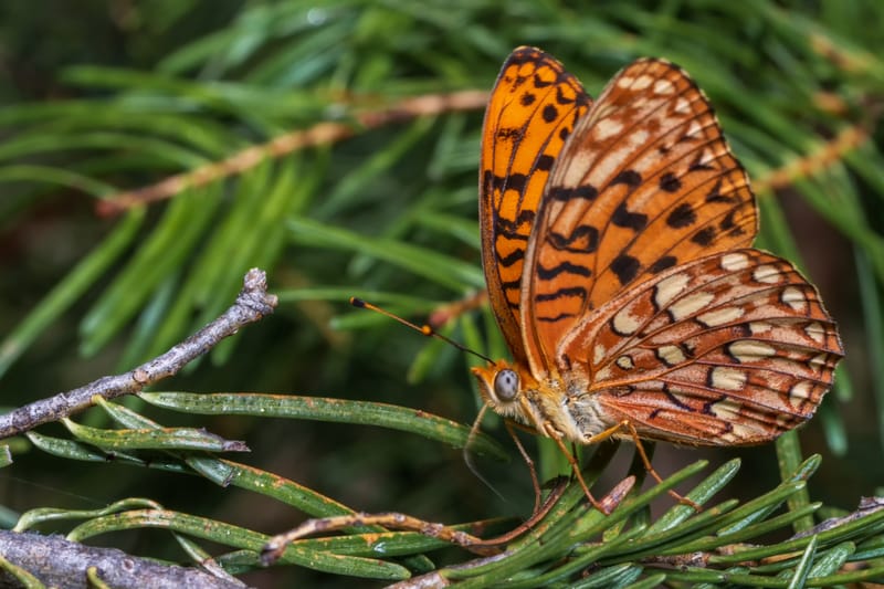 Photo from “Butterflies”
