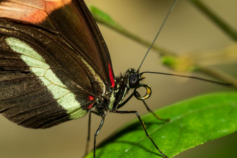 Photo from “Butterflies”