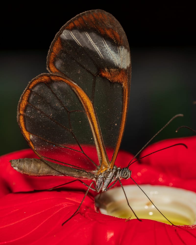 Photo from “Butterflies”