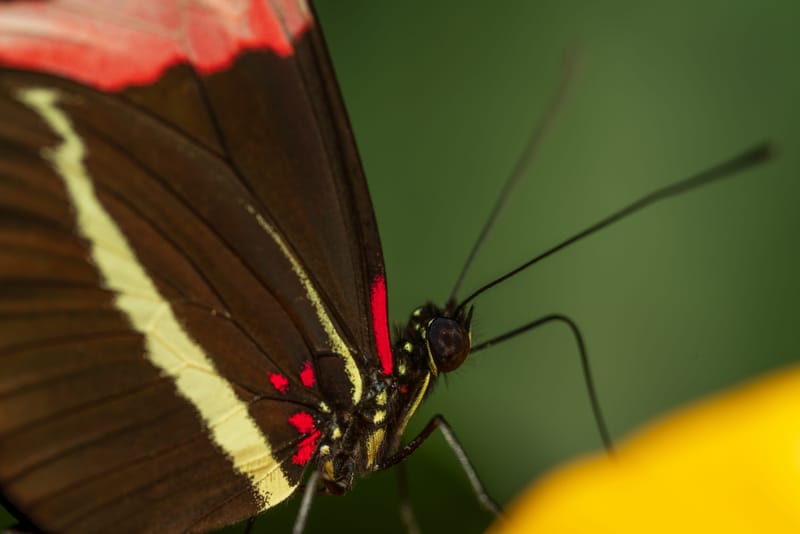 Photo from “Butterflies”