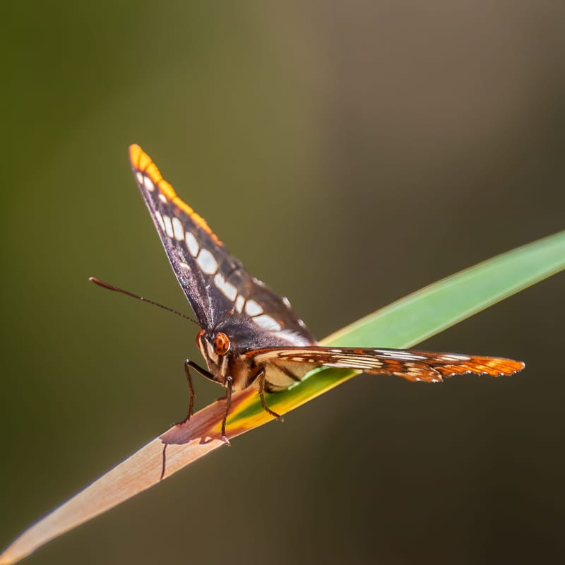 Photo from “Butterflies”