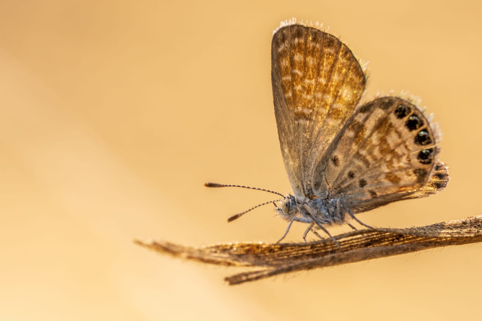 Photo from “Butterflies”