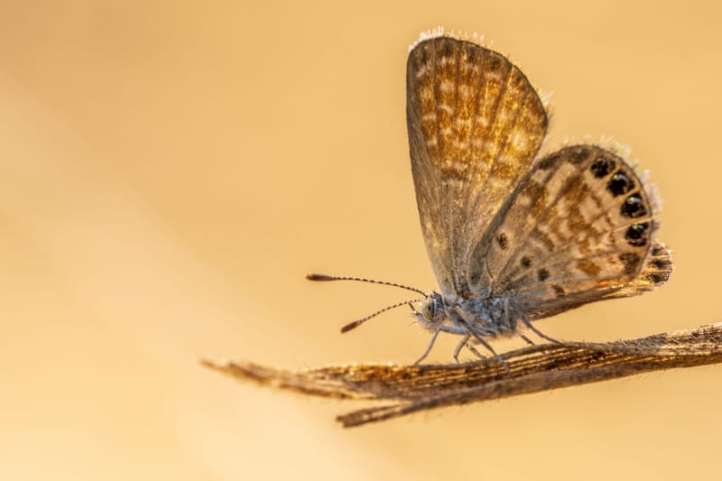 Photo from “Butterflies”