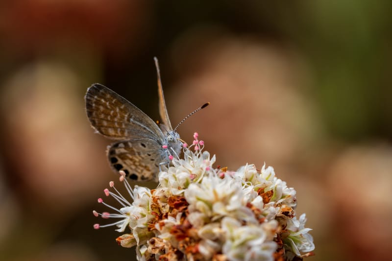 Photo from “Butterflies”
