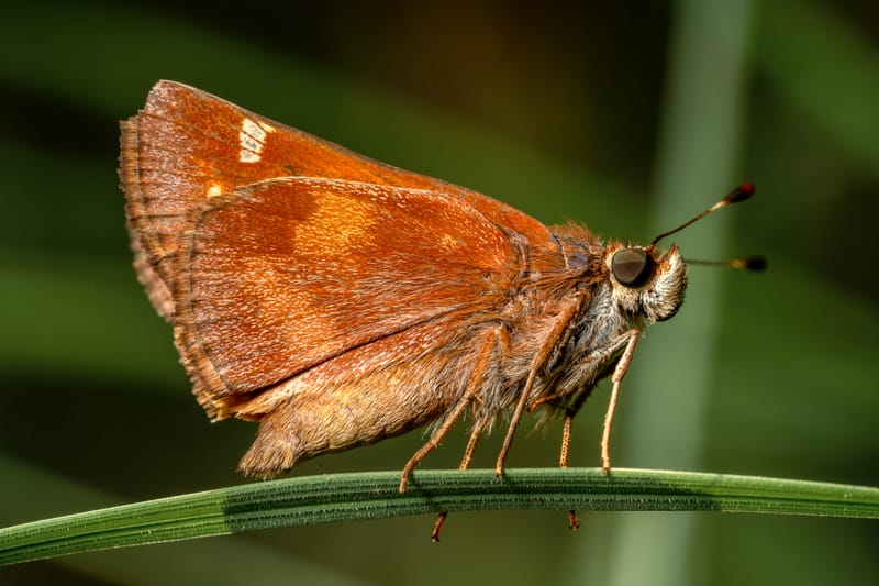 Photo from “Butterflies”