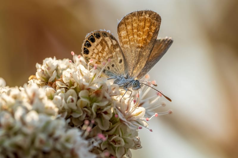 Photo from “Butterflies”