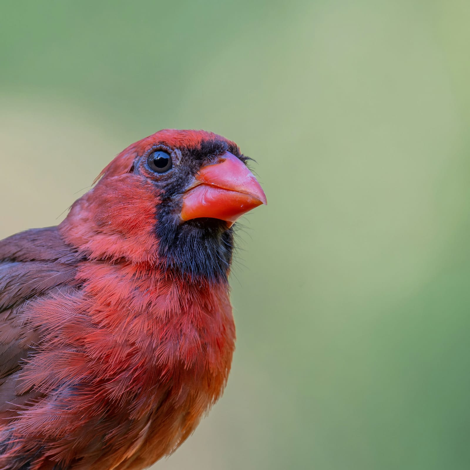 Photo from “Cardenales”