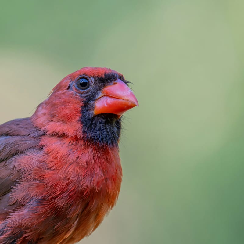 Photo from “Cardenales”
