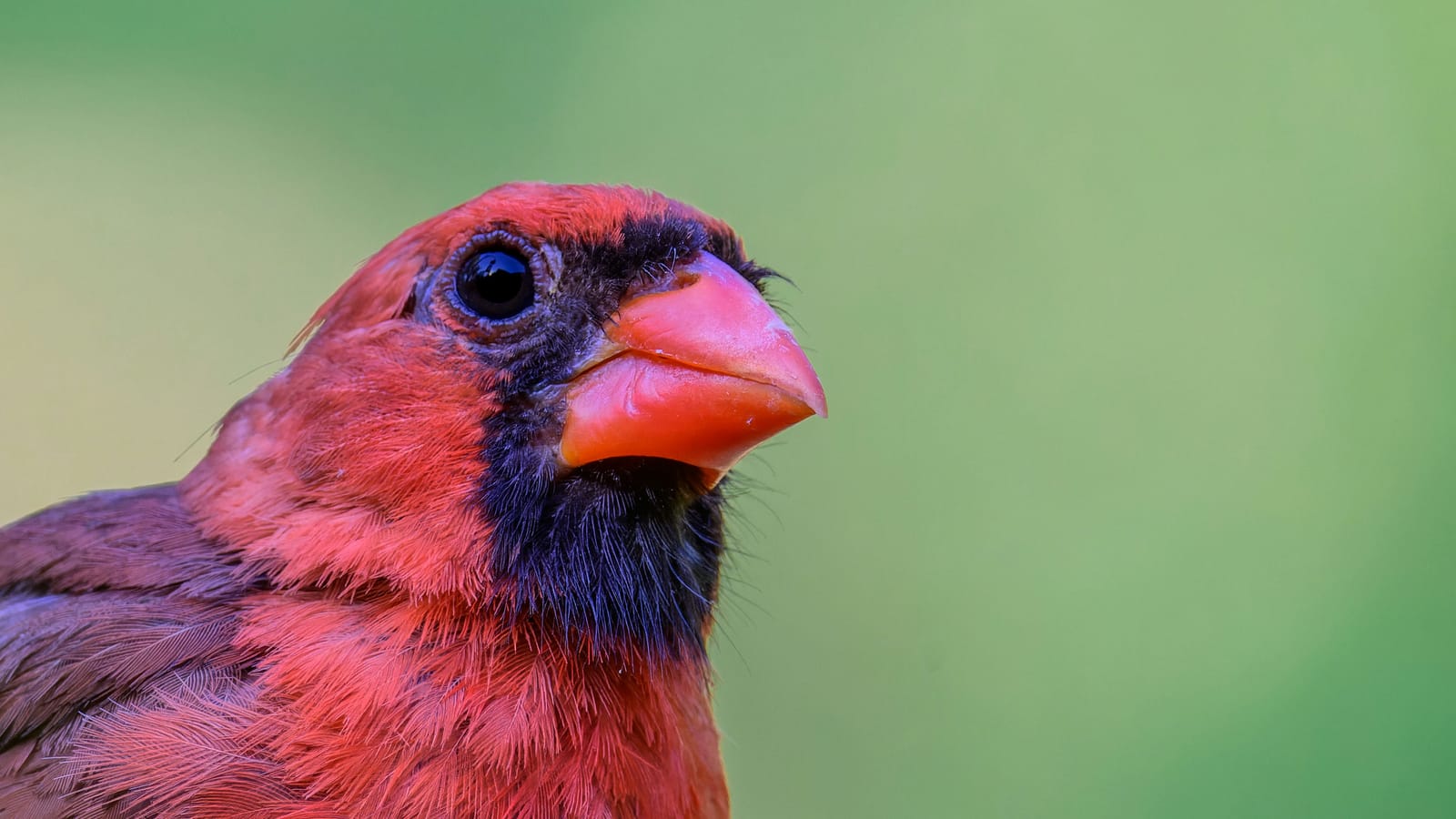 Photo from “Cardenales”
