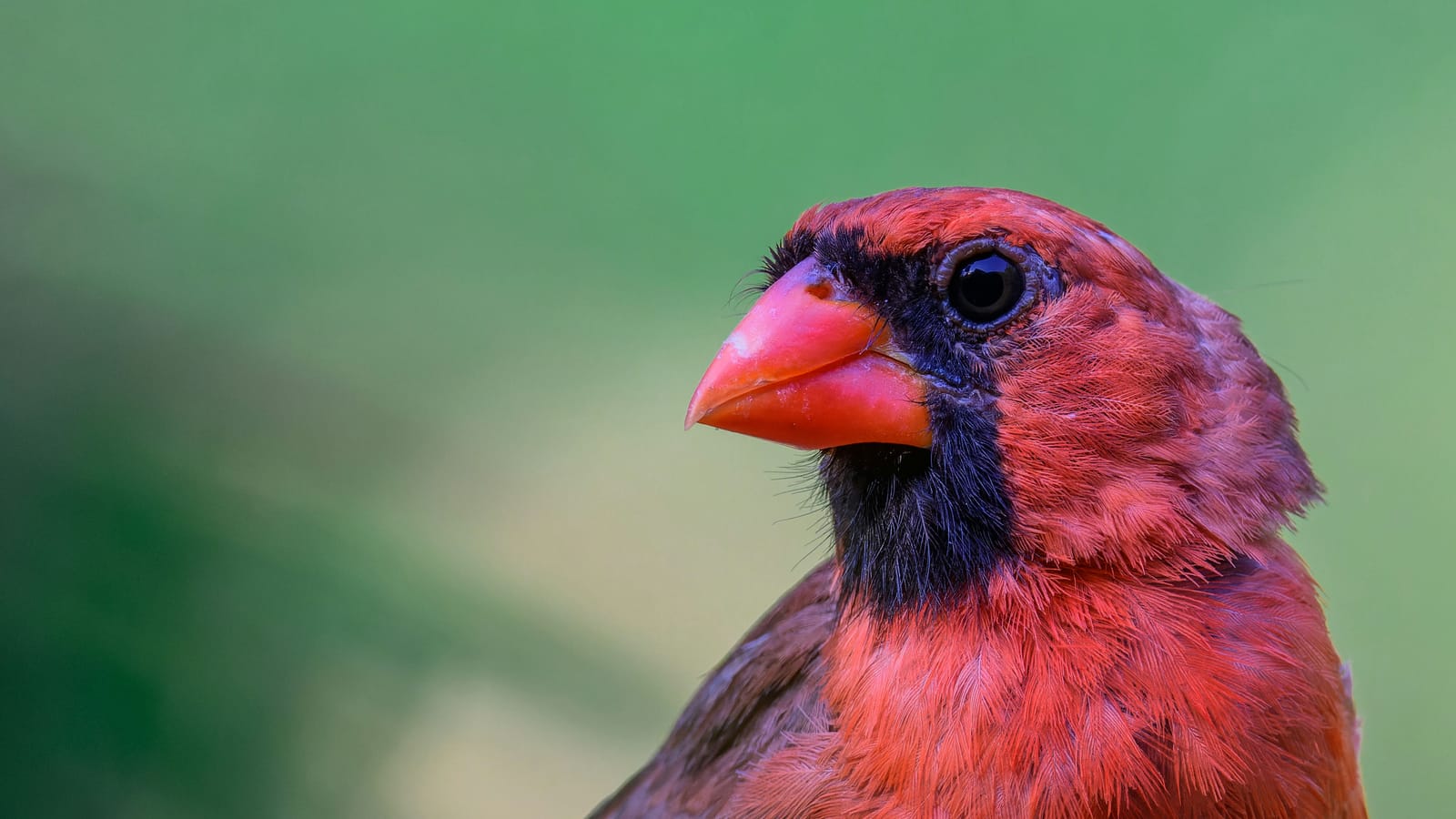 Photo from “Cardenales”