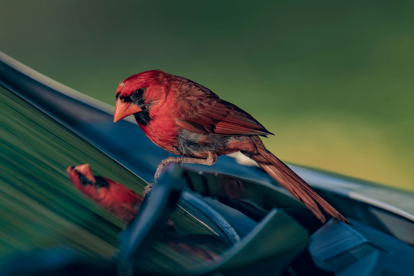 Photo from “Cardenales”