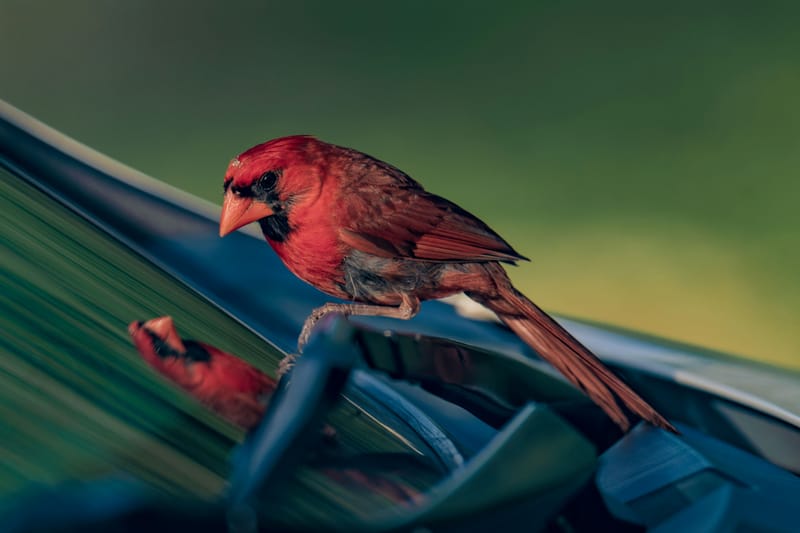 Photo from “Cardenales”