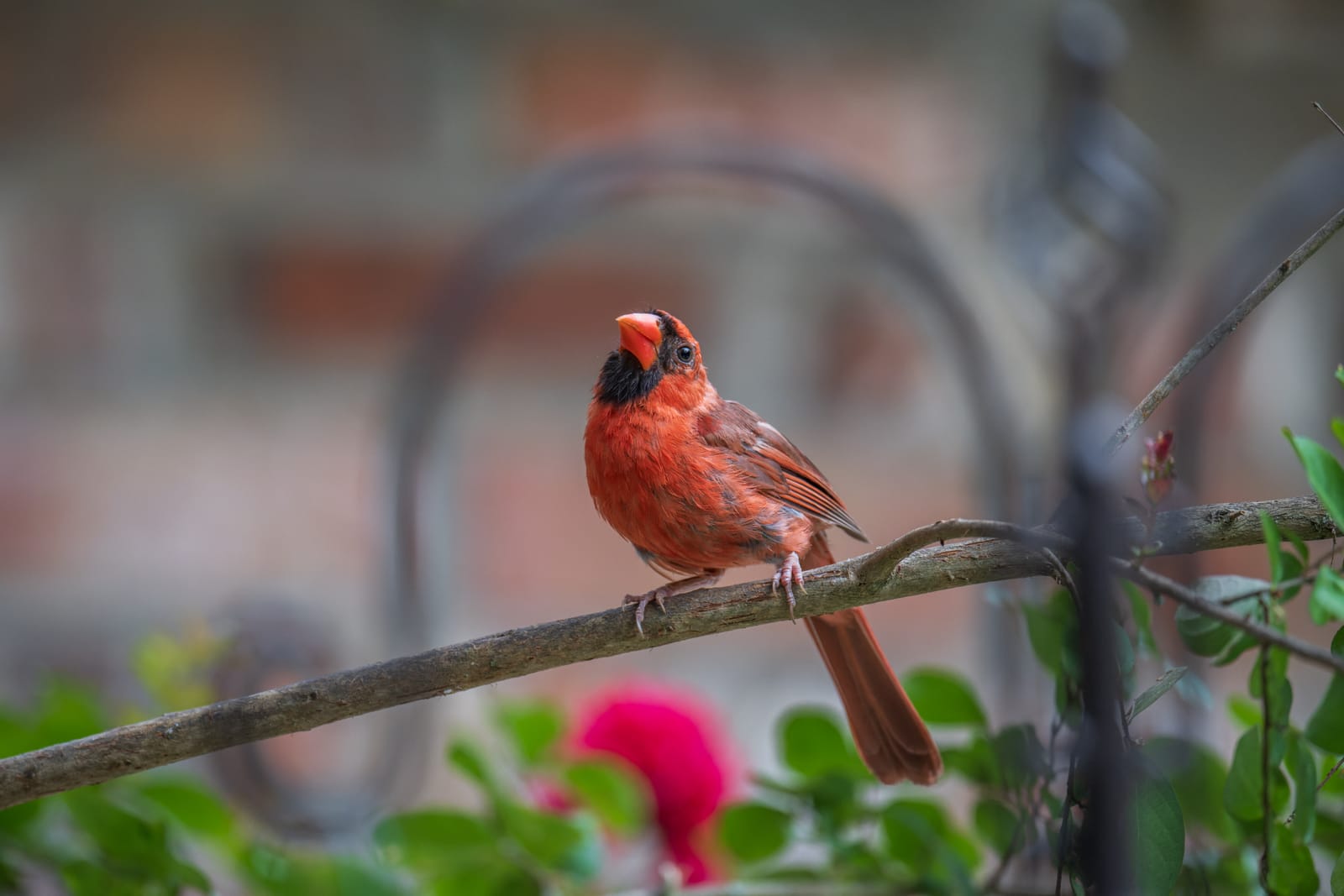 Photo from “Cardenales”