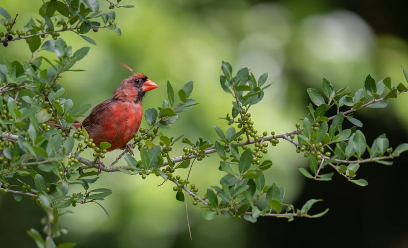 Photo from “Cardenales”