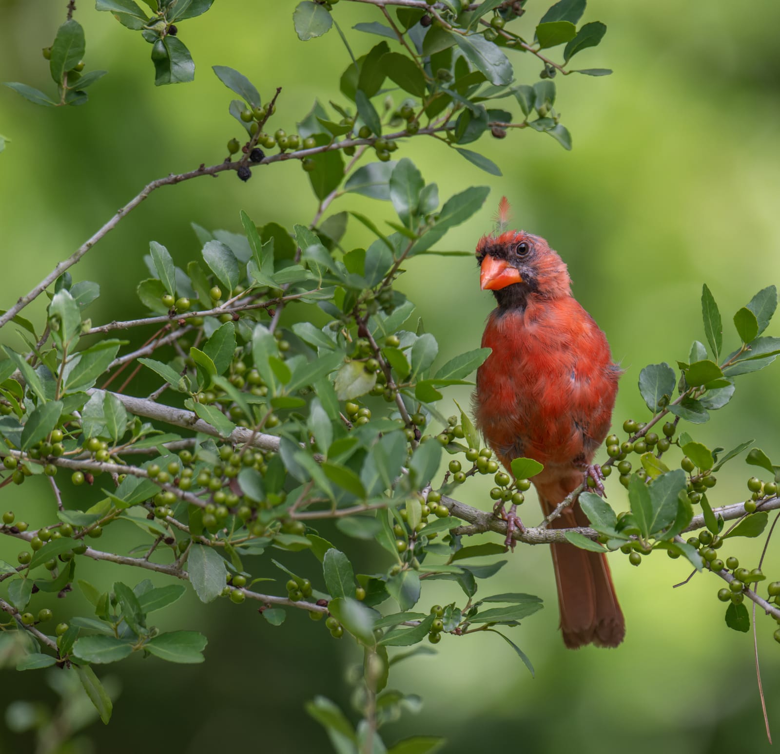 Photo from “Cardenales”