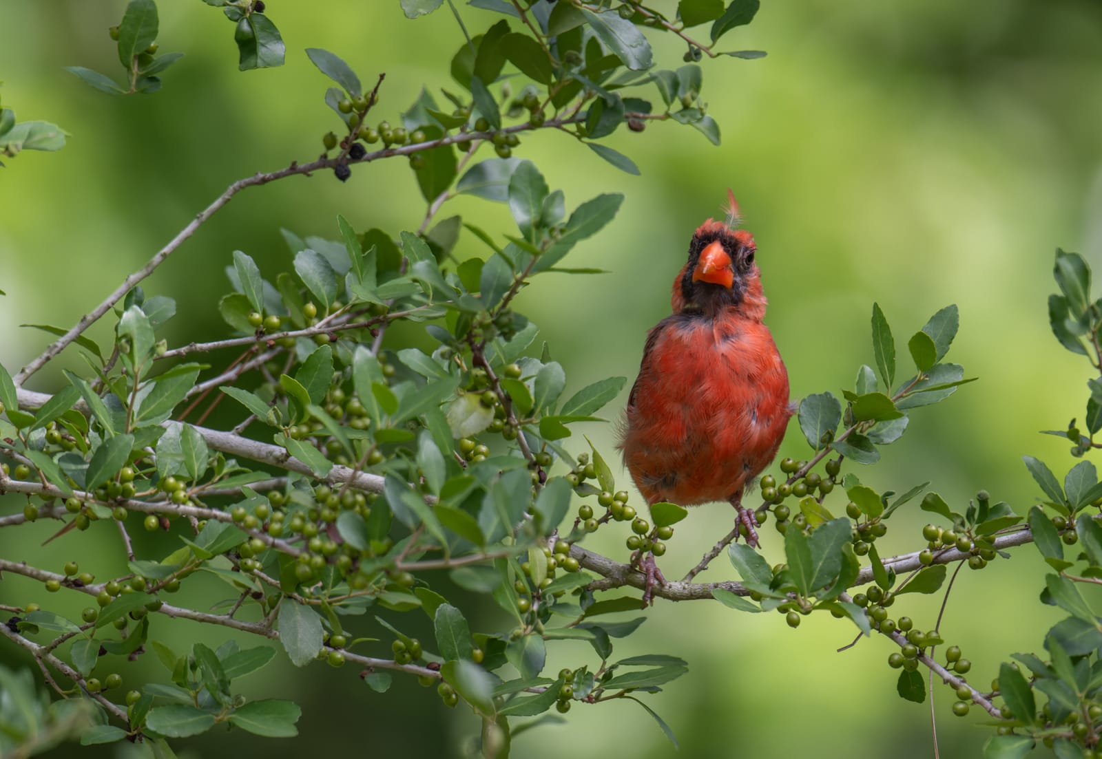 Photo from “Cardenales”