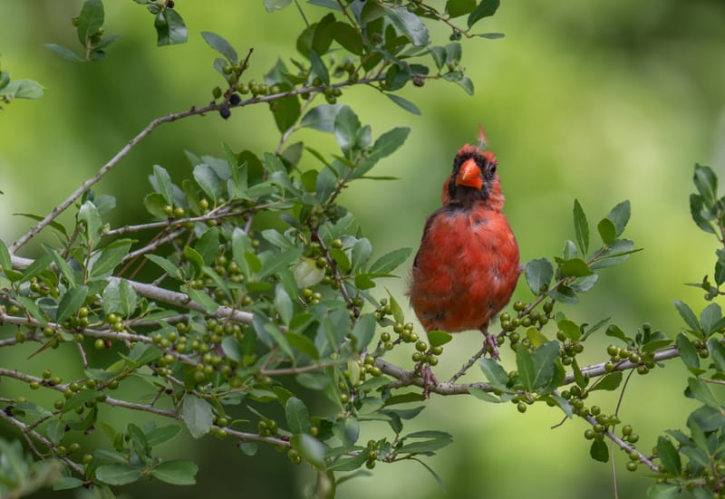 Photo from “Cardenales”