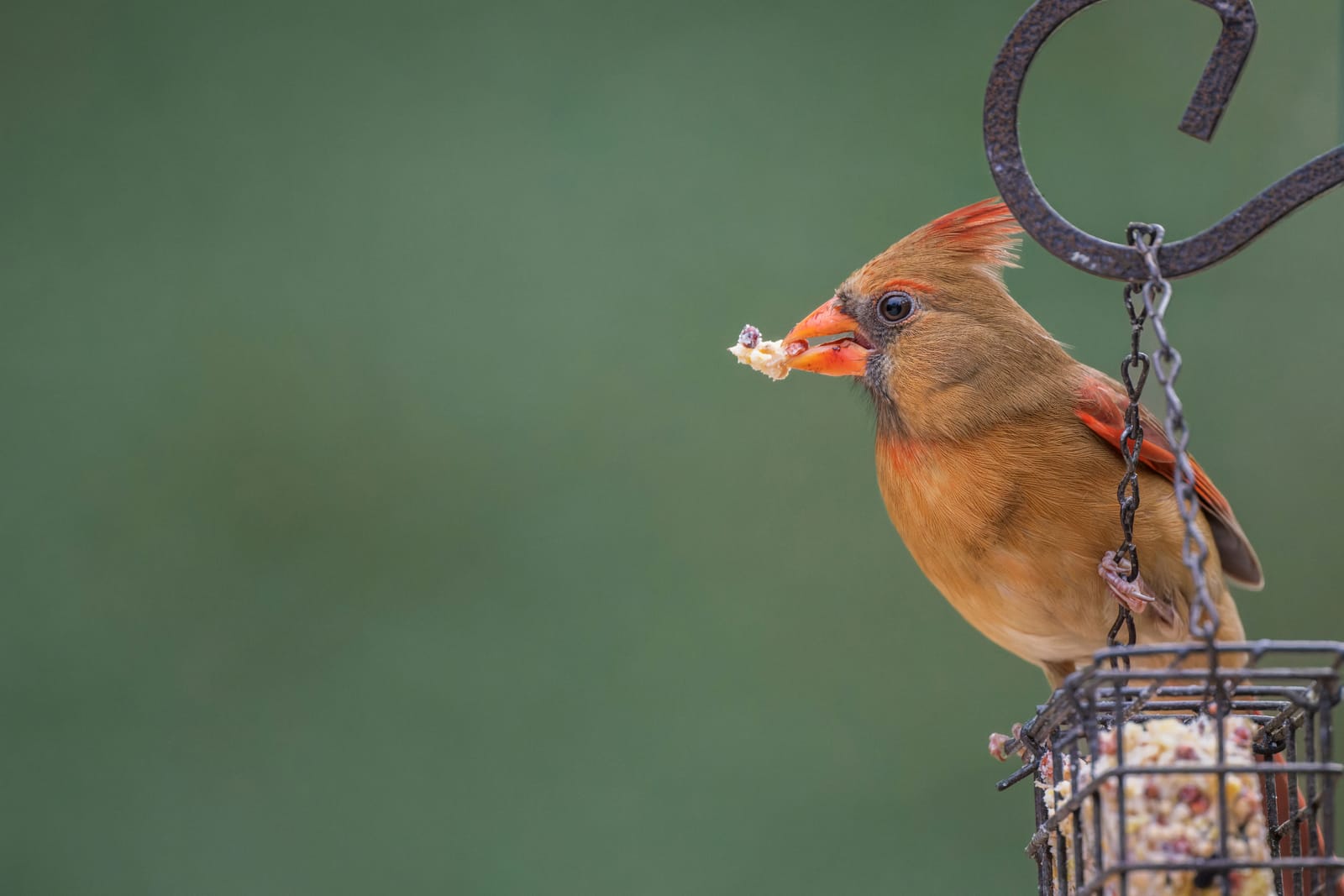 Photo from “Cardenales”