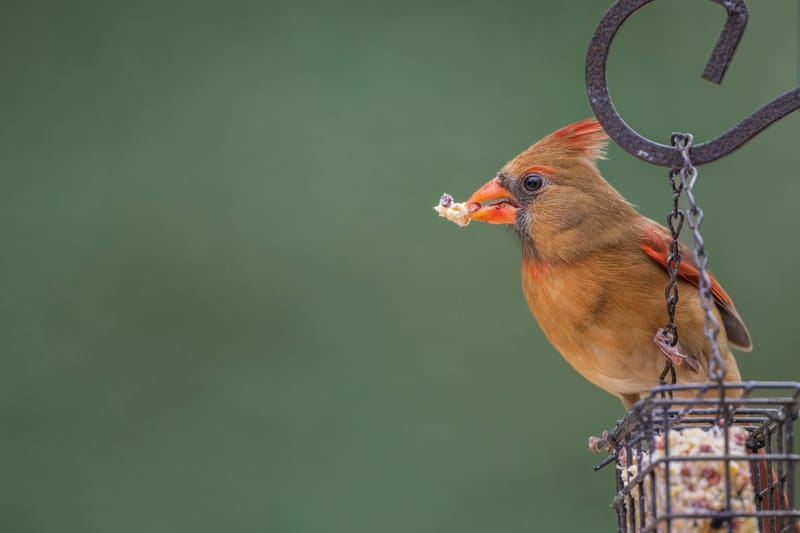 Photo from “Cardenales”