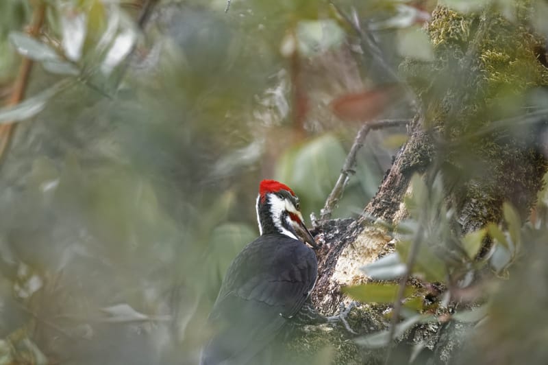 Photo from “Carpinteros”