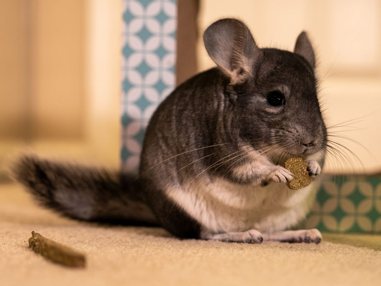 Photo from “Chinchillas”