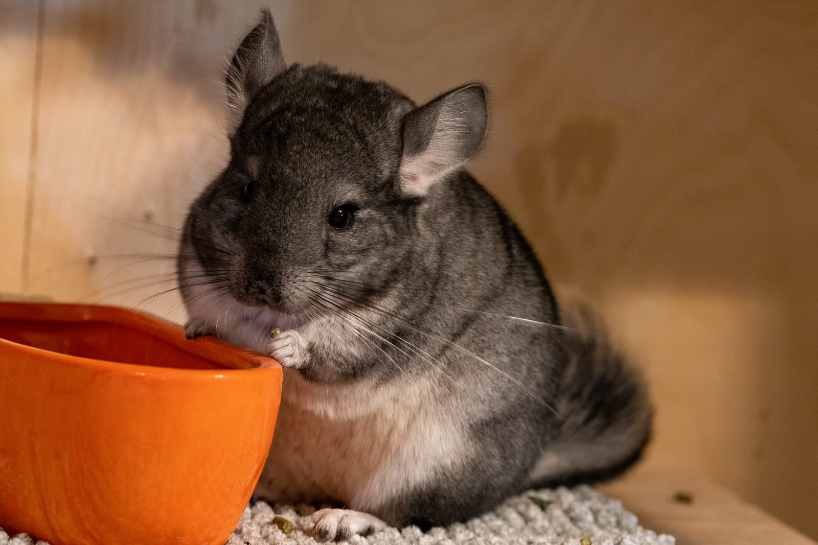 Photo from “Chinchillas”