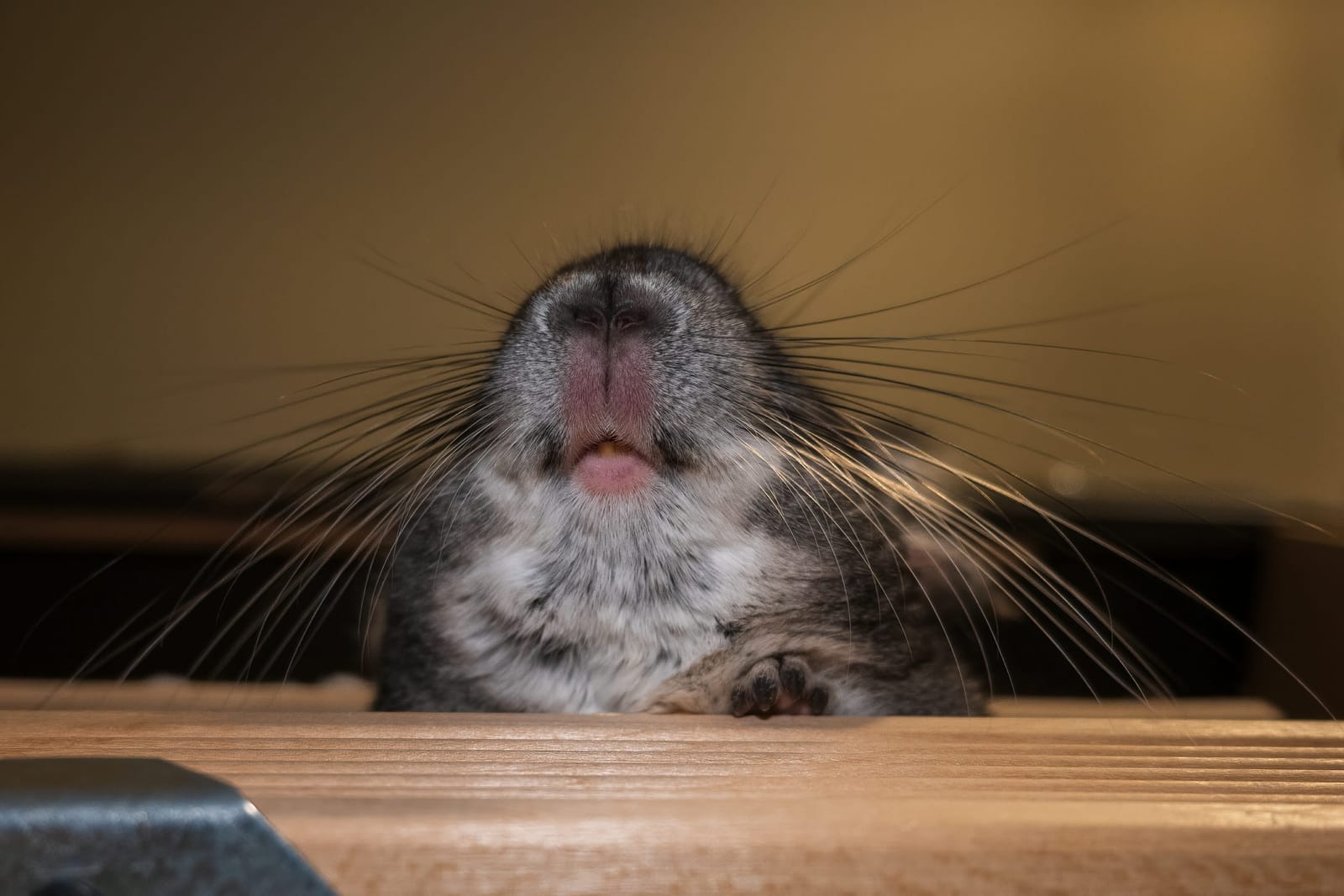 Photo from “Chinchillas”